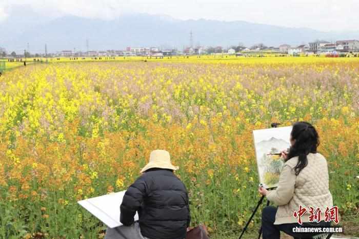  乡村花海蝶变新动能；汉中春色激活文旅潜力。 文化旅游