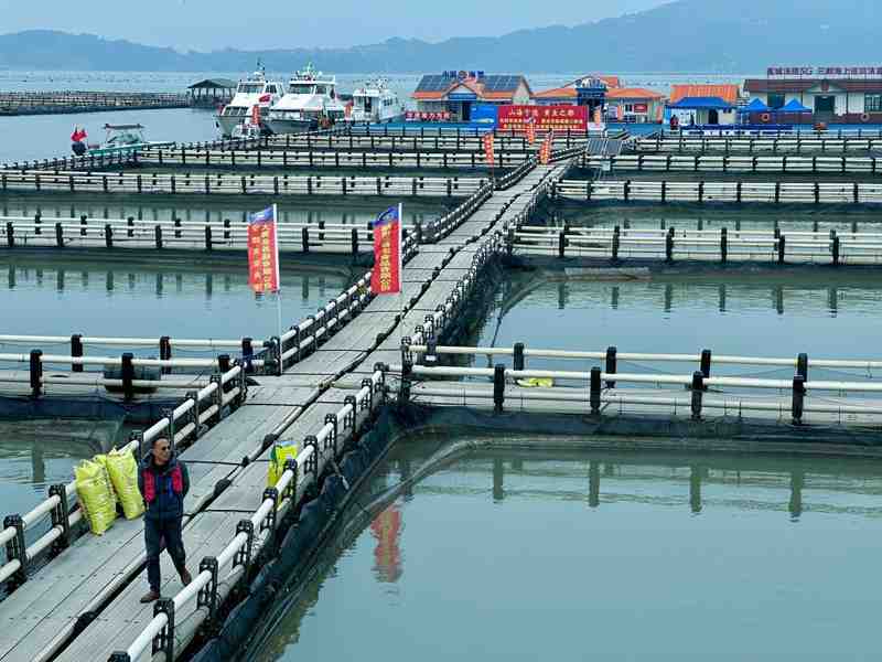  白基湾海域，大黄鱼竞速而出；从沉寂到繁盛，这片海见证奇迹。 新闻