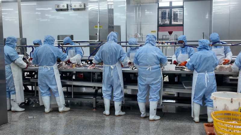  白基湾海域，大黄鱼竞速而出；从沉寂到繁盛，这片海见证奇迹。 新闻