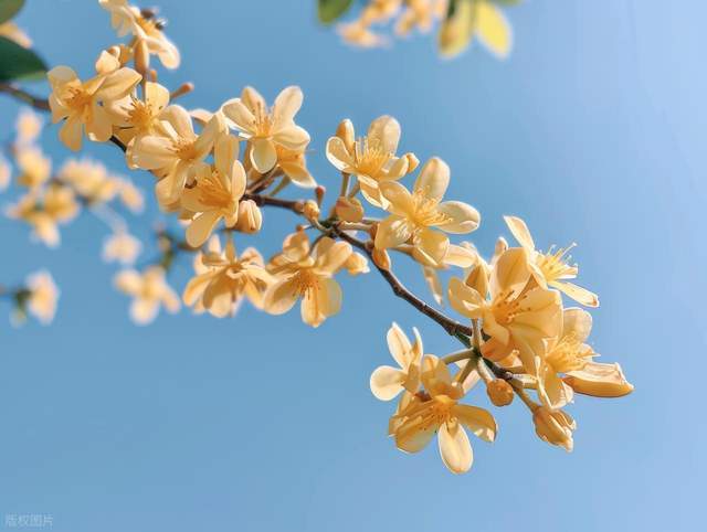 【3月终章】生肖虎·兔·蛇的运势跃升:星象能量场深度解析与财富机遇捕捉 文化旅游 【3月终章】生肖虎·兔·蛇的运势跃升:星象能量场深度解析与财富机遇捕捉 文化旅游