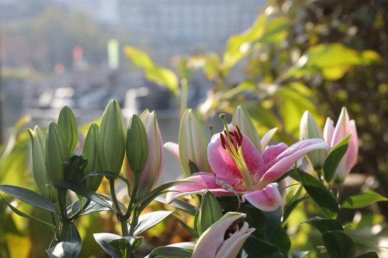 时效破局:铁路冷链如何重塑百合花供应链 新闻 时效破局:铁路冷链如何重塑百合花供应链 新闻